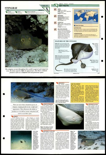Stingray fish wildlife - stingray,