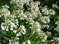 Agapanthus Tiny White x 1 litre pot