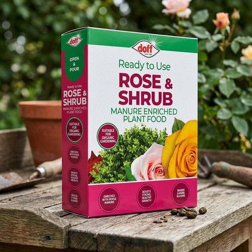Doff rose shrub - rose, feed