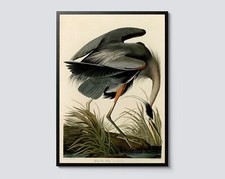 Great blue heron poster - heron,