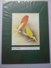 Mounted print canary - ,