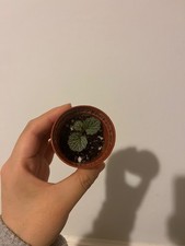 saxifraga strawberry begonia