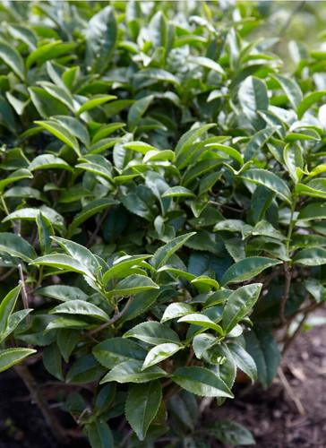 Live camellia sinensis - 1,