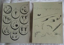 2 photo plates from Wild Heerbrugg; marine organisms & animalcules, c1970's
