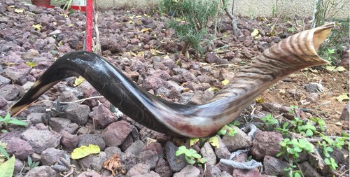 Kudu yemenite horn shofar - yemenite,