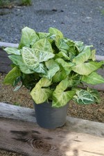 Syngonium Podophyllum
