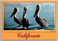 Vintage California Pelicans