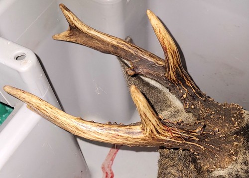 Antlers from roe - deer, points