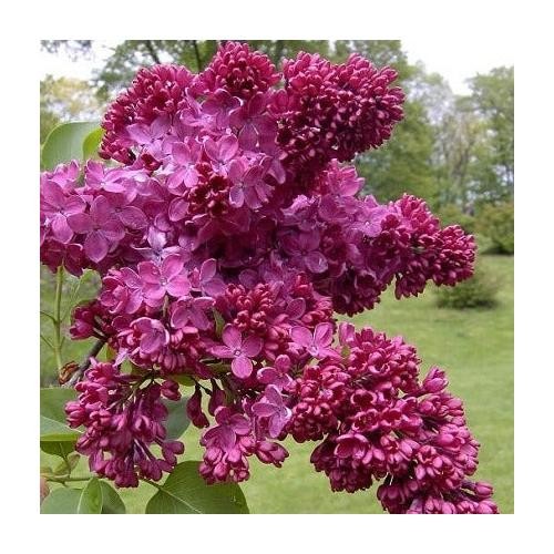 Congo french lilac live - french,