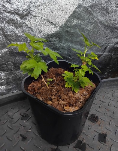 Red gooseberry plant 2ltr pot - red,