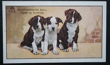 STAFFORDSHIRE BULL TERRIER