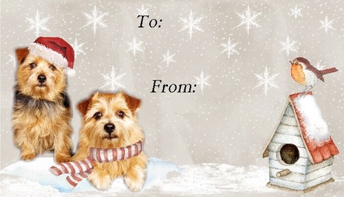 Norfolk terrier christmas - terrier,