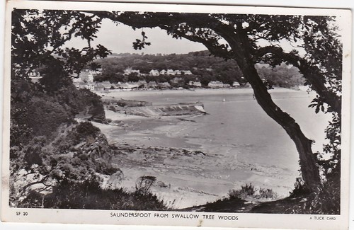 View from swallow tree woods - tree,