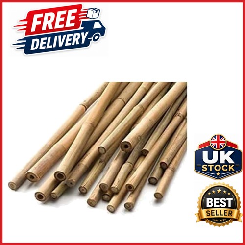 Bamboo canes 2ft - 2ft-6ft, natural