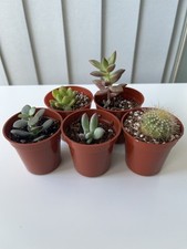 Succulent & Cacti Mix - 5