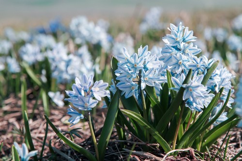 Bulbs puschkinia libanotica - 10,