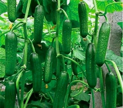 Seeds sweet gherkin - seeds,
