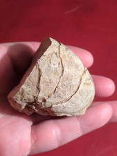 Fossil nautilus cenoceras - fossil,