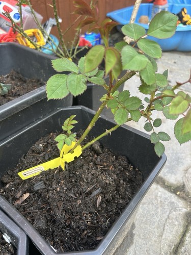 Will morris rose bush - morris,
