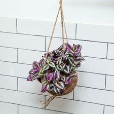 Tradescantia Zebrina