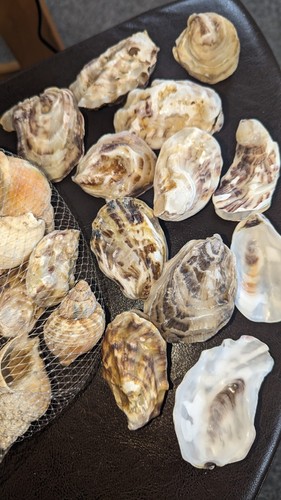 Giants oysters shells - oysters,