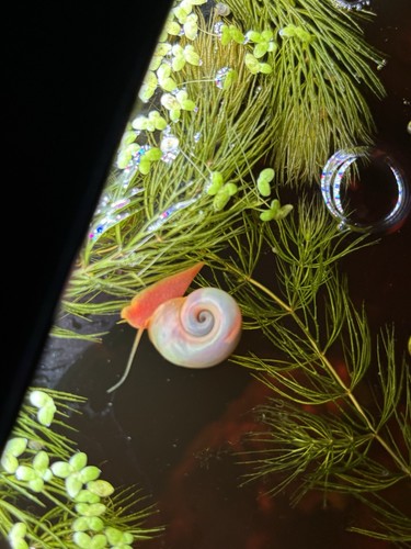 Pearl pink ramshorn - 2x,