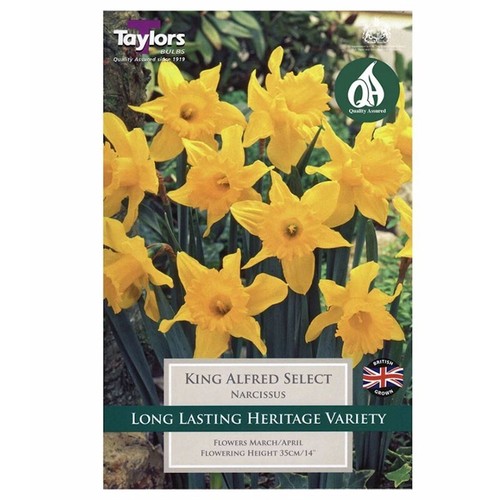 Narcissus king alfred - narcissus, 'king