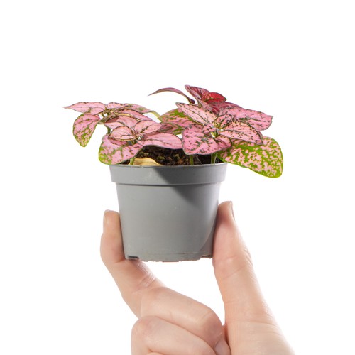 Baby polka dot plant hypoestes - polka,