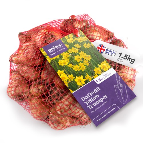Yellow trumpet daffodil bulbs - trumpet,