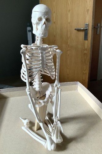 Mini human skeleton - mini,