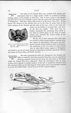 Old Antique Print Natural History 1893-94 Head Tall-Crowned Bat Skeleton 19th
