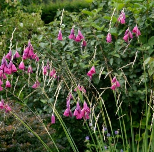 Dierama pulcherrium angels - dierama,