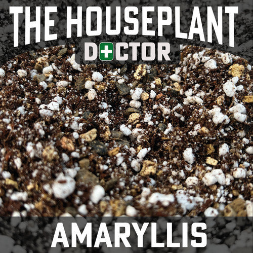 Amaryllis potting mix - amaryllis,