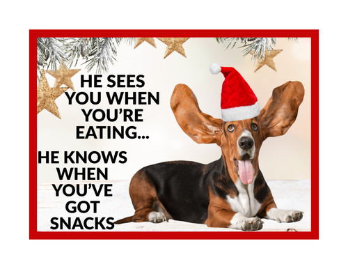 Funny basset hound dog - funny,