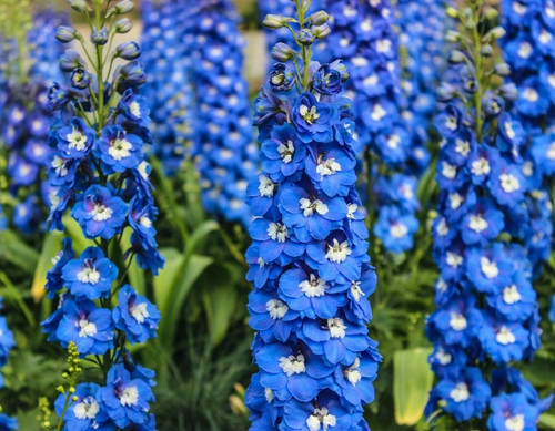 Delphinium blue bird - delphinium,