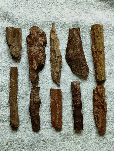 Lot natural fossilised - of,