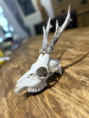 Roe deer buck taxidermy - roe, skull