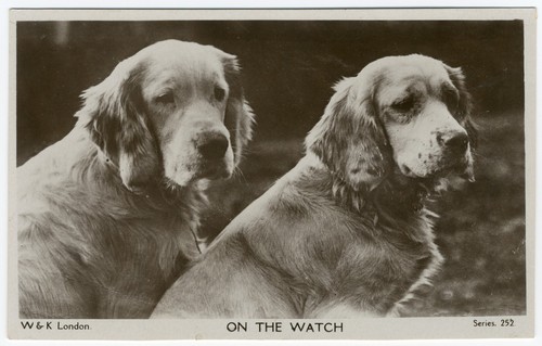 Clumber spaniel dogs vintage - spaniel,