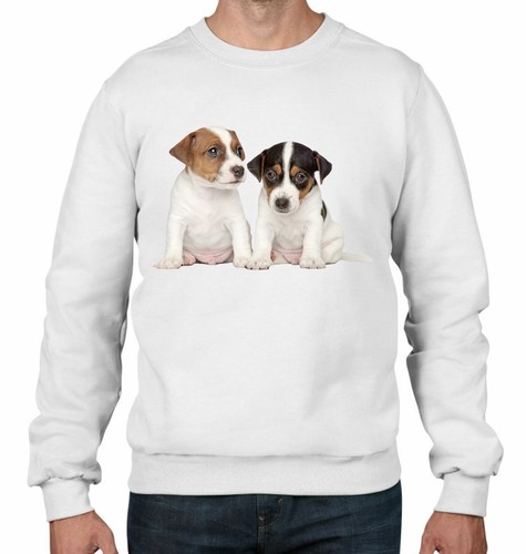 Jack russell puppies men - puppies, men's