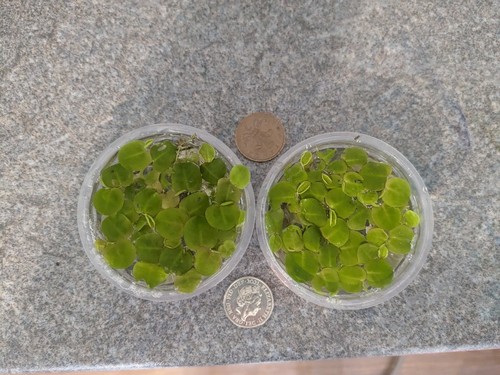 Phyllanthus fluitans red - fluitans,