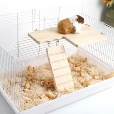 Rat Guinea Pig with Ladder