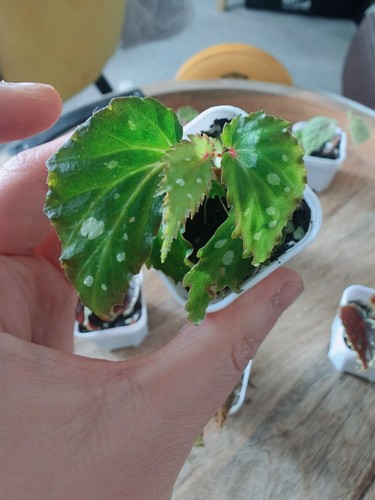 Begonia mantuk - begonia,