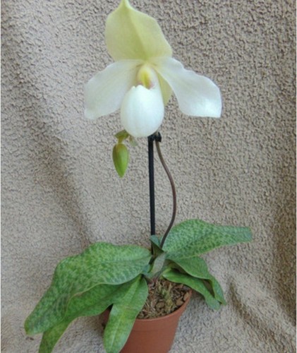 Paphiopedilum deperle orchid - deperle,