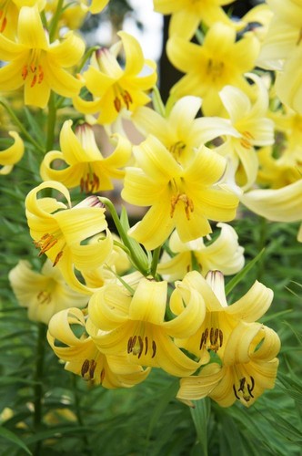 Lilium szovitsianum seeds - szovitsianum,