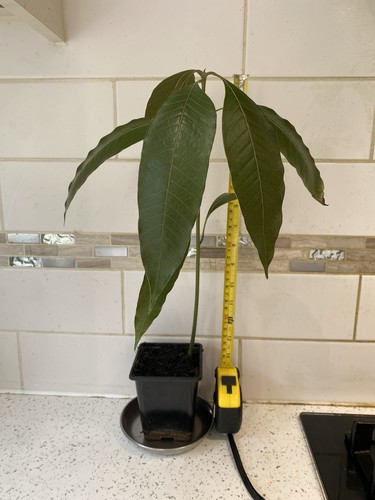 Mango plant kesar - mango, kesar/alphonso/30