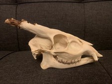 Muntjac Deer Skull Taxidermy