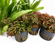 Selaginella erythropus ruby - selaginella,