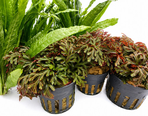 Selaginella erythropus ruby - erythropus,