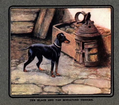 Antique english toy terrier - antique,