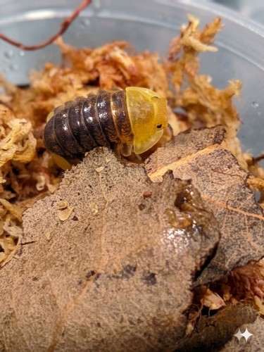 Rubber ducky isopods count - rubber,